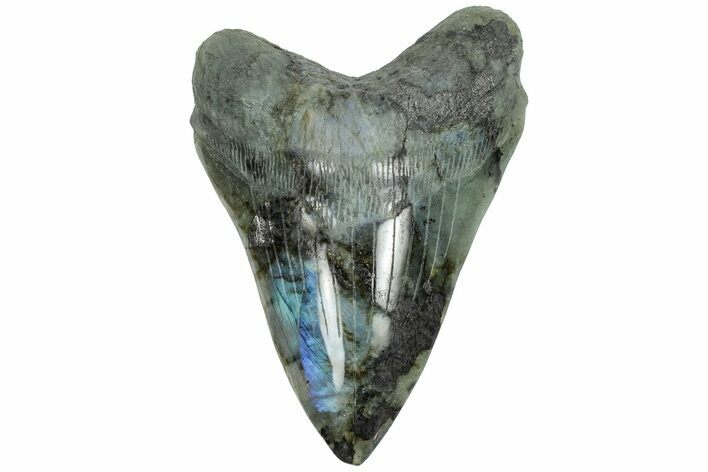 Realistic, 7.4" Carved Labradorite Megalodon Tooth - Replica
